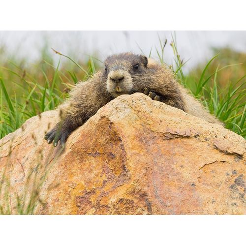 WA-Mount Rainier National Park-Hoary Marmot (Marmota caligata)